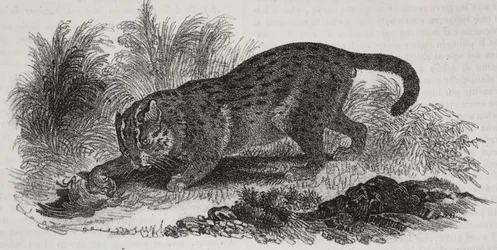 Sumatra-Katze, Lithographie von Salvatore Puglia