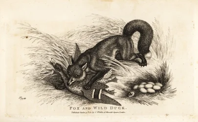 Fuchs greift eine Ente und ihr Nest mit Eiern an