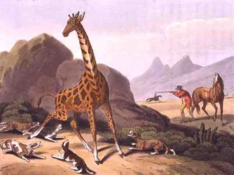Jagd auf die Giraffe, graviert von Matthew Dubourg (fl. 1785-1820), veröffentlicht von Edward Orme