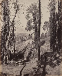 Murree. Eine Bergstation im Himalaja, Blick durch den Wald
