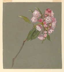 Ein Ast von Berglorbeer mit Blättern und Blüten
