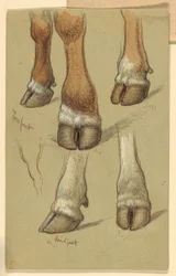 Zeichnung, Studien nach Rindern, 1871