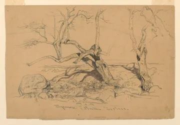 Studien: Bäume, Santa Barbara, Kalifornien, 3. Februar 1888