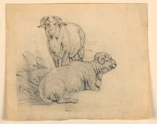 Studie. Zwei Widder., ca. 1850