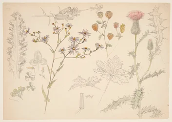 Studien von Wiesenblumen