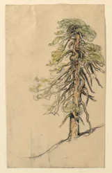 Studie eines Baumes auf einem Hügel