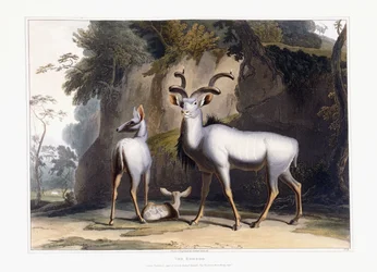 Der Kudu