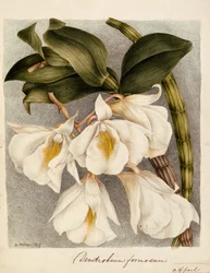 Dendrobium Formosum, ca. 1839