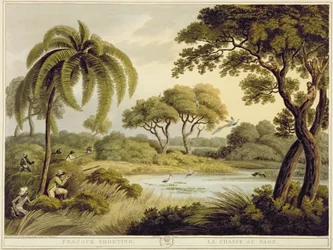 Pfauenjagd, aus „Orientalische Feldsportarten“, veröffentlicht von Edward Orme, 1807
