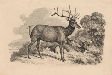 Ein Bock und zwei Rehe