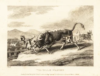 Ein Stier tötet einen Hund auf einem Feld. 1811 (Radierung)