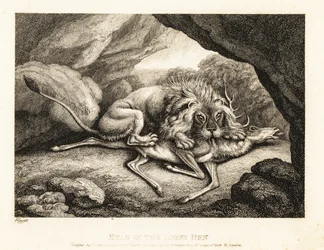 Ein Löwe frisst den Kadaver eines Hirsches in einer Höhle. 1811