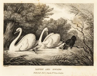 Ein Rabe versucht sich zu waschen, um den weißen Schwänen ähnlicher zu sein. 1811 (Radierung)