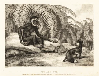 Ein schwanzloser Affe bittet einen Fuchs um etwas von seinem Schwanz. Affe und Fuchs. 1811 (Radierung)