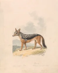 Schabracken-Schakal