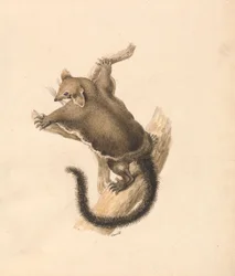 Fliegendes Eichhörnchen