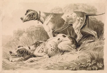 Jagdhunde