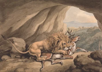 Löwe greift einen Hirsch an