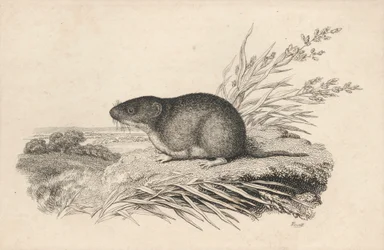 Bisamratte