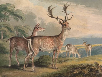 Hirsch, Hirschkuh und Rehkitze
