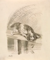 Der Hund und der Schatten