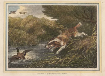 Der Wasserspaniel