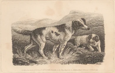 Zwei Hunde