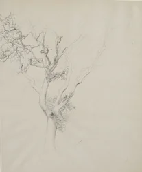 Baumstudie, 1884