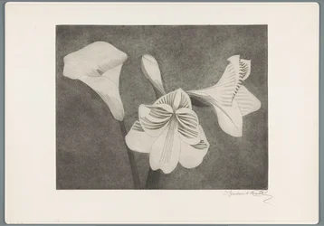 Amaryllis und Aronstab