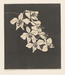 Orchideen