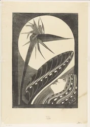 Verblühte Strelitzia