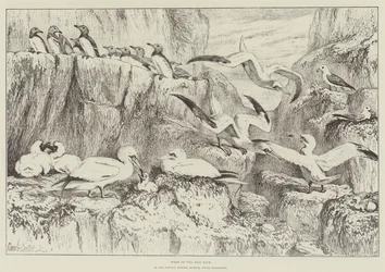 Vögel auf dem Bass Rock, im Naturhistorischen Museum, South Kensington