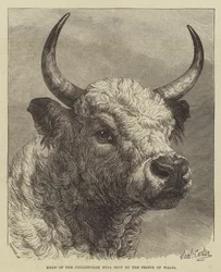 Kopf des Chillingham-Bullen, erschossen vom Prinzen von Wales