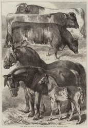 Preisgekrönte Pferde und Rinder beim Treffen der Royal Agricultural Society in Oxford