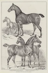 Preispferde in der Agricultural Hall, Islington