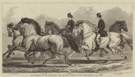 Die Pferdeschau in der Landwirtschaftshalle, Islington, Parade der Preispferde, Traber und Hacks