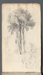 Skizzenbuch: Baumstudie