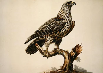 Ein Bussard