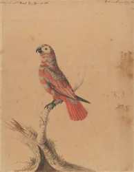 Ein roter Papagei