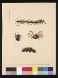 Seite 11. Insekten von New South Wales. Jetzt bekannt als Gemeiner Tausendfüßler, Spinnengattung Isopeda, Soldatenkrabbe, Raupe, ca. 1789-90