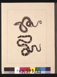 Seite 21. Schlangen Nr. 1 & Nr. 2. Jetzt bekannt als junger Diamantschlange & Bandy-Bandy, ca. 1789-90