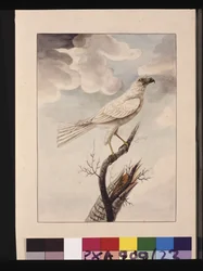 Seite 23. Weißer Habicht. Jetzt bekannt als Grauer Habicht, um 1789-90