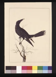 Seite 30. Weiß, Entlüfteter Krähe. Jetzt bekannt als Pied Currawong, um 1789-90