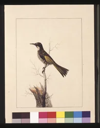 Seite 5. New Holland Creeper. Jetzt bekannt als Weißwangen-Honigfresser, ca. 1789-90