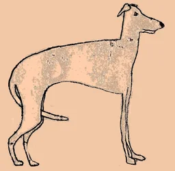 Dünner Hund