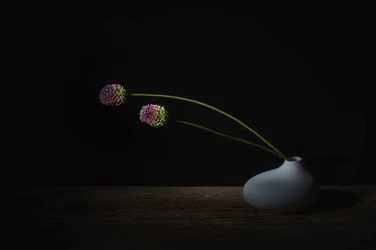Dunkle Alliumblüten