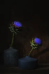 Dunkle Artischockenblüten