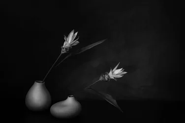 Monochrome florale Stille
