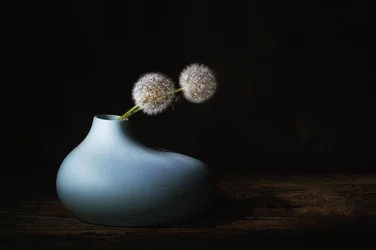 Stille Löwenzahnblüten