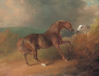 Colonel Thorntons Jupiter, von Eclipse aus einer Stute von Tartar, an einem Zaun, mit einer grauen Stute, in Thornville Royal